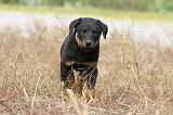 BEAUCERON - PUPPIES 142